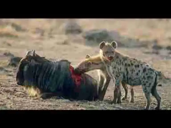 Video: TOP 10 HYENAS ATTACK BUFFALO & WILDEBEEST